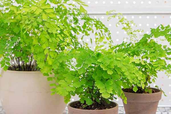 گل  پرسیاوشان